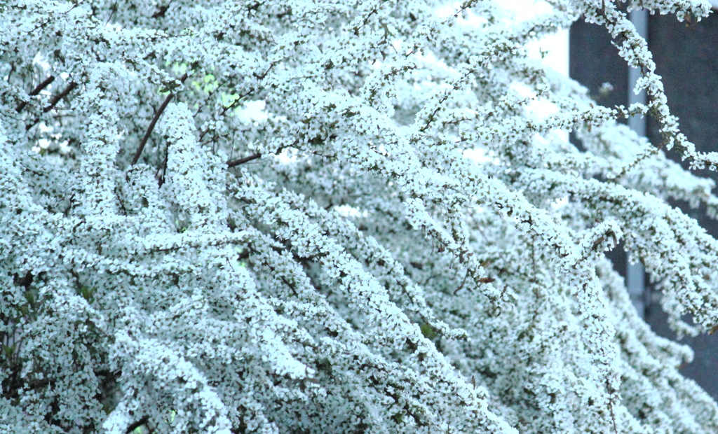 春吹雪