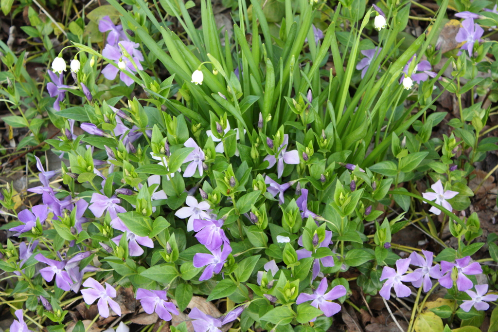 春を謳歌する花たち