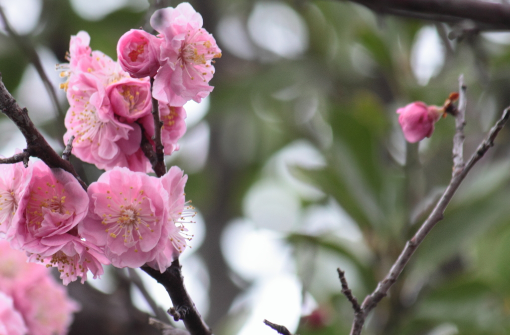 いつの間にかかわいい花が・・花桃でしょうか