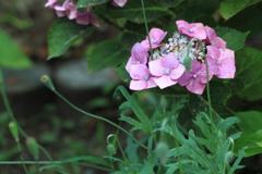 道路際での出会い・・紫陽花素敵 !
