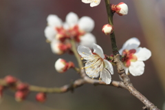 蝶を思わせる花びら　＾＾