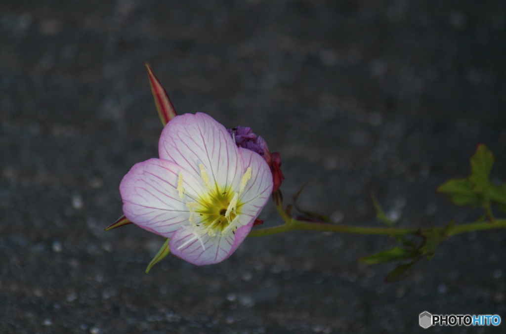 ヒルザキ月見草