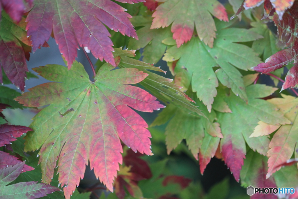 ハウチワカエデ　紅葉