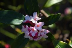 沈丁花