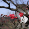 かわいい紅梅　☆