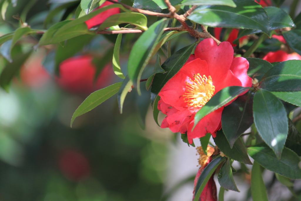 冬の華・・目を引く赤・・山茶花☆