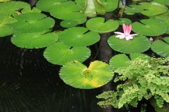 熱帯蓮の池