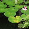 熱帯蓮の池