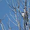 青空に水色の羽・・オナガくん発見～＾＾