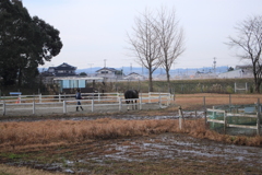 老いたお馬さんのお散歩時間