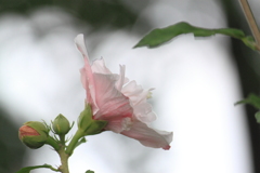 物憂げに雨空を見上げる木槿