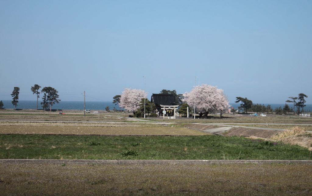 車窓より望む神社と桜