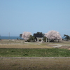 車窓より望む神社と桜