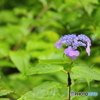 紫陽花　あまちゃ