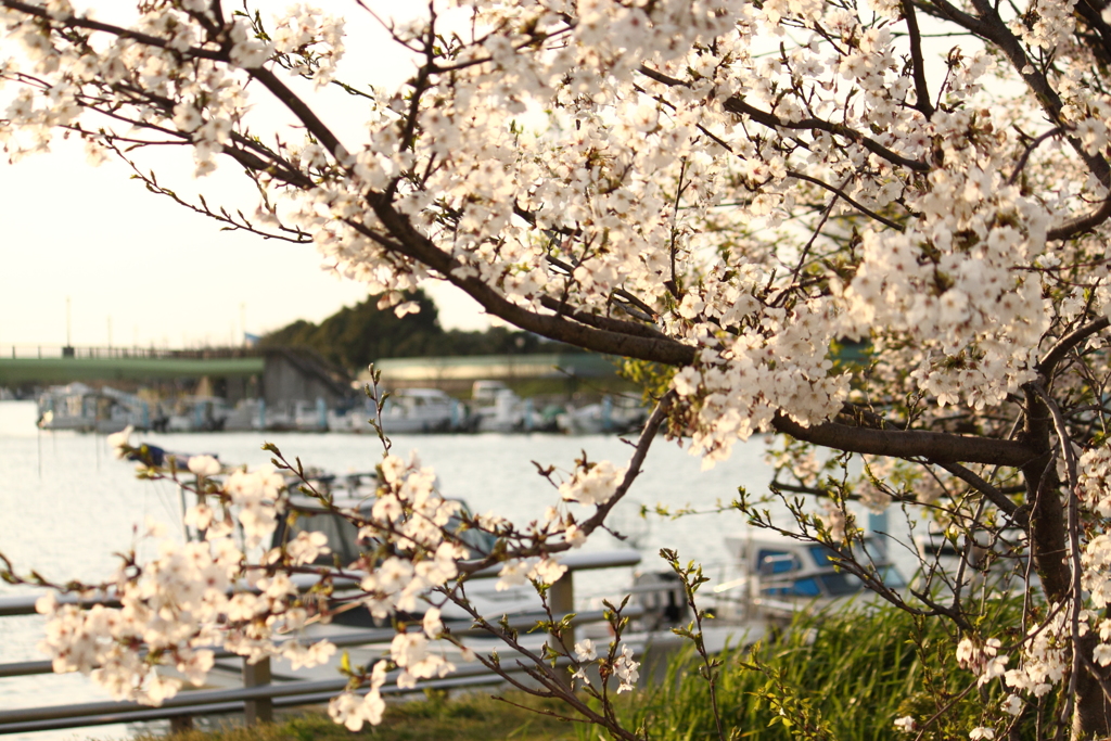 ヨットハーバーの桜