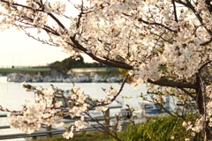 ヨットハーバーの桜