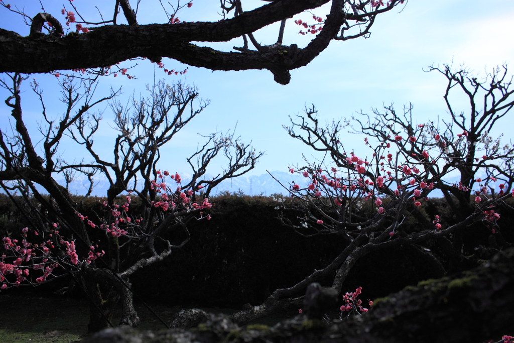 梅林より立山連峰が～