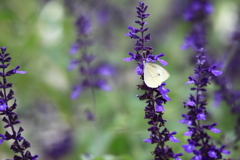 紫花に蝶リボン