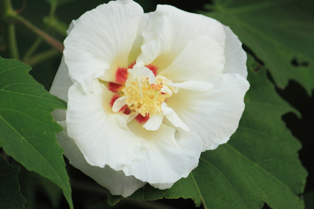 儚さを秘めてるような花びらの酔芙蓉