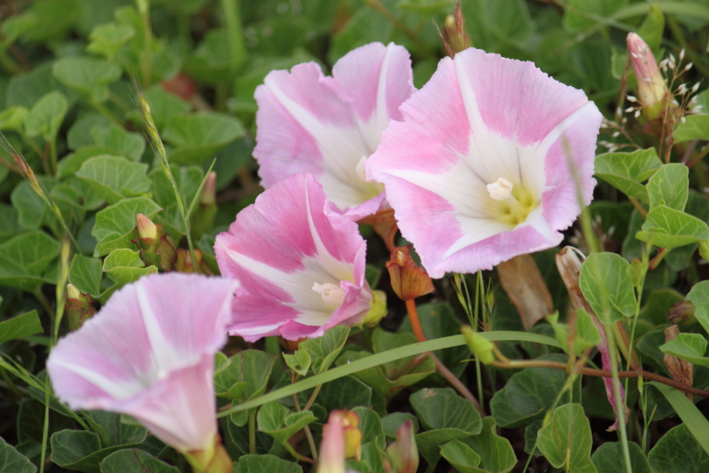 ハマヒルガオ・・今花盛り