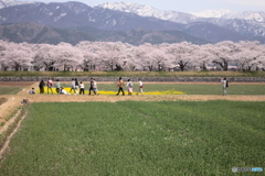 あさひ町舟川　春の絶景