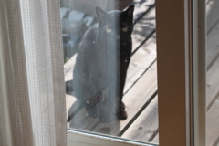 不審な猫