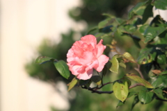 散歩道のバラの花