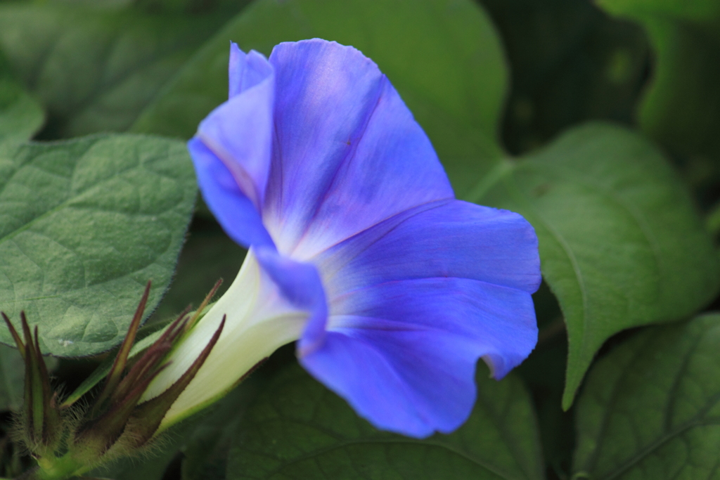 寒くてもがんばってるねアサガオさん