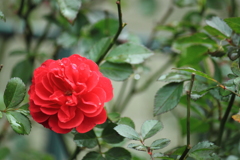 薔薇