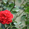 薔薇