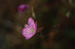 路傍の花