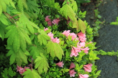 雨上がり・・目に染入る花の色