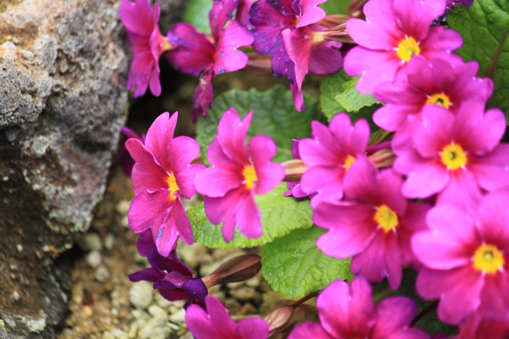 ミヤマサクラソウ