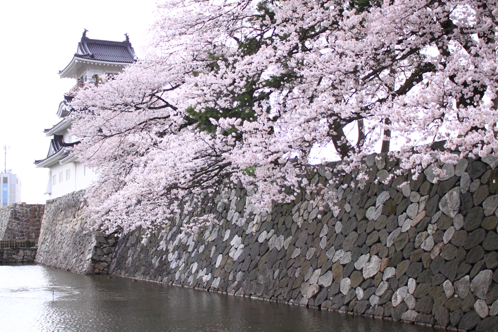 富山城と桜