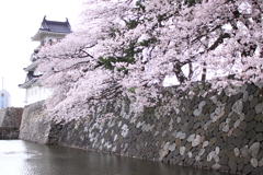 富山城と桜