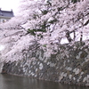 富山城と桜