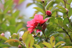 山茶花