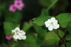 八重咲きドクダミの花