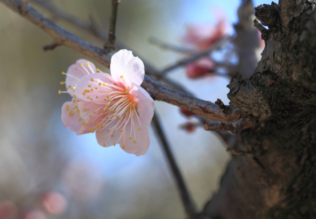 陽当たり良好透ける花びら