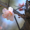 陽当たり良好透ける花びら