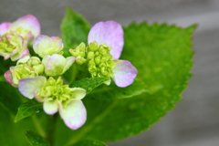 やはり雨が似合うのか・・紫陽花よ