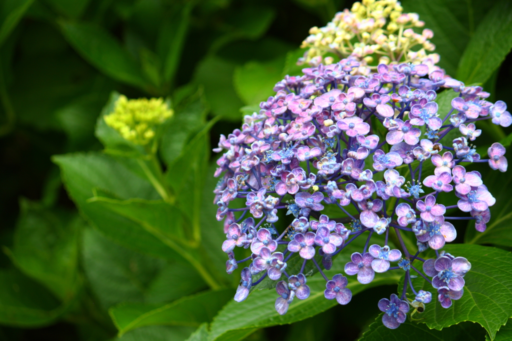 紫陽花も色々＾＾