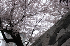 石垣と桜