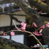 国登録有形文化財　豪農の館　内山邸　梅１