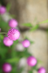 色あせぬ愛・・花言葉有り・・千日紅