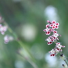 野草・・マンテナ