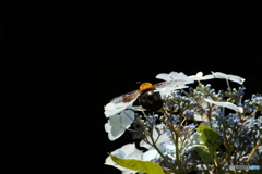 紫陽花とクマンバチ