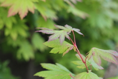 カミキリ虫さんに負けないでね
