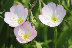 河川敷の彩　３