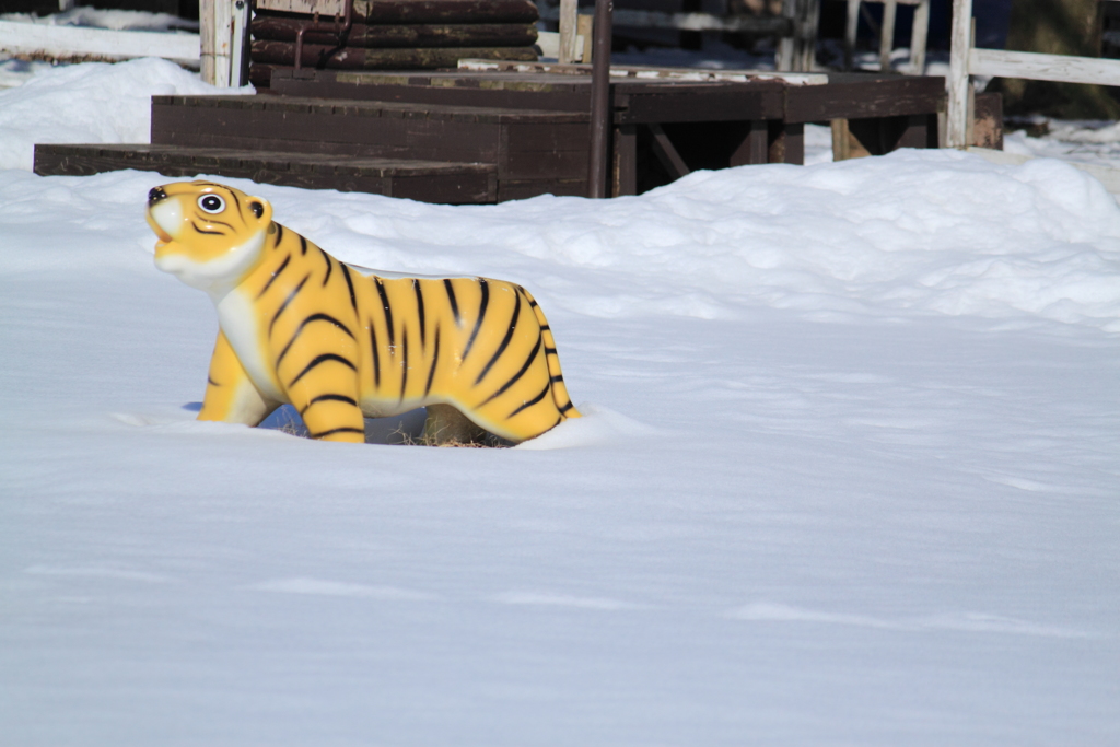 パークのトラさん・・雪で動けず？(^'^)